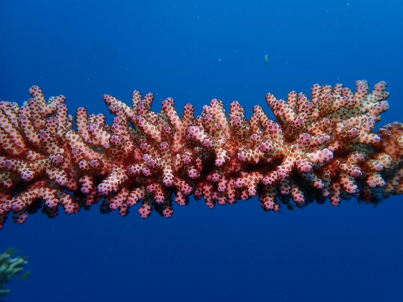 coral_1