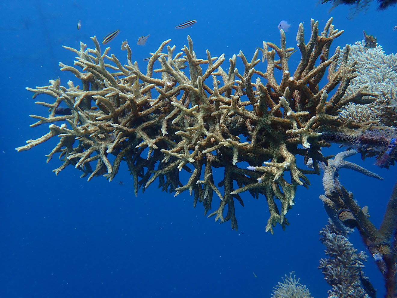 coral_2