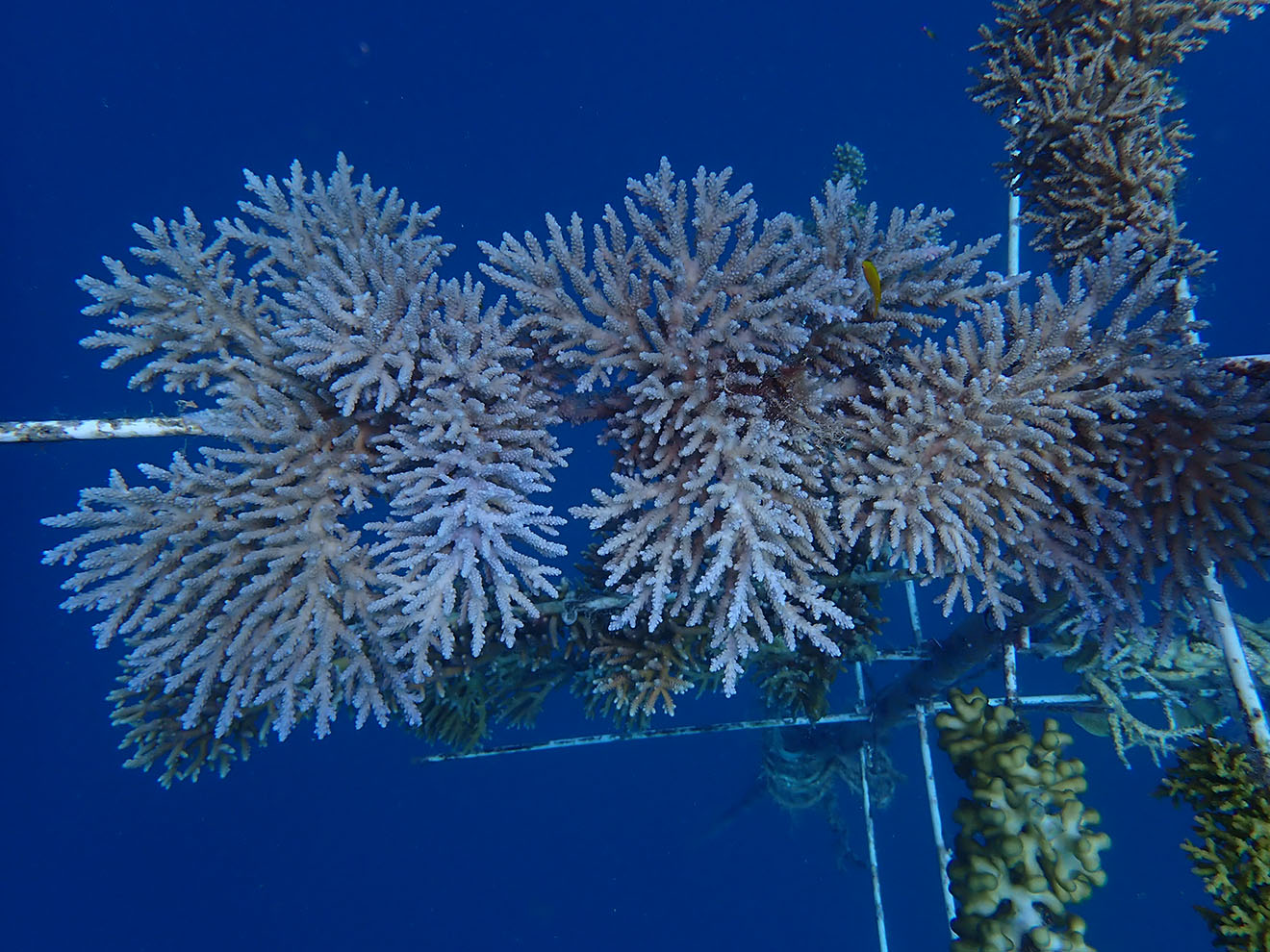 coral_3